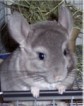 Latest Photo by Forever Feisty Chinchilla Rescue Inc