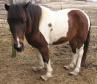 Latest Photo by HORSE HAVEN OF TENNESSEE INC