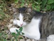 Latest Photo by Animal Rescue and Adoption Society