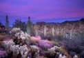 Latest Photo by Environmental Fund for Arizona