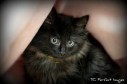 Latest Photo by SECOND CHANCE ANIMAL SHELTER INC