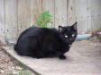 Latest Photo by Animal Rescue and Adoption Society