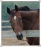 Latest Photo by Angel Acres Horse Haven Rescue, Inc.