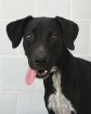 Latest Photo by Animal Defense League