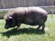 Latest Photo by Lil' Orphan Hammies