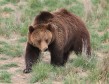 Latest Photo by Rocky Mountain Wildlife Conservation Center