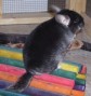 Latest Photo by Forever Feisty Chinchilla Rescue Inc