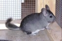 Latest Photo by Forever Feisty Chinchilla Rescue Inc