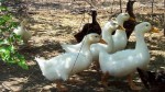 Latest Photo by ALL SPECIES KINSHIP