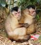 Latest Photo by JUNGLE FRIENDS PRIMATE SANCTUARY INC