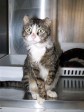 Latest Photo by Animal Rescue and Adoption Society