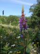 Latest Photo by FRIENDS OF HUNT HILL AUDUBON SANCTUARY INC