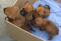 Latest Photo by The Humane Society of McCormick County