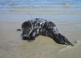 Latest Photo by RIVERHEAD FOUNDATION FOR MARINE RESEARCH AND PRESERVATION