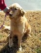 Latest Photo by HEARTLAND GOLDEN RETRIEVER RESCUE