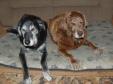 Latest Photo by THE GREY MUZZLE ORGANIZATION