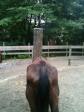 Latest Photo by New England Equine Rescue - North, Inc