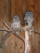 Latest Photo by New Hampshire Audubon