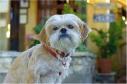 Latest Photo by THE GREY MUZZLE ORGANIZATION