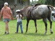 Latest Photo by Riding Star Ranch, Inc. 