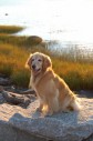 Latest Photo by IPSWICH RIVER WATERSHED ASSOCIATION INC