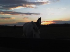 Latest Photo by HORSESAVERS