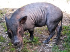 Latest Photo by Lil' Orphan Hammies