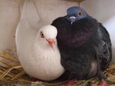 Latest Photo by MickaCoo Pigeon & Dove Rescue (a project of Community Initiatives)