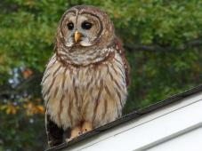Latest Photo by PAWS ANIMAL WILDLIFE SANCTUARY INC