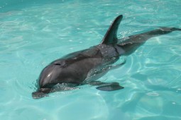 Latest Photo by RIVERHEAD FOUNDATION FOR MARINE RESEARCH AND PRESERVATION