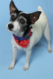 Latest Photo by Hooterville Safehaus dba Homeward Pet Adoption Center
