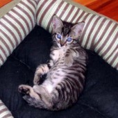 Latest Photo by The Humane Society of McCormick County