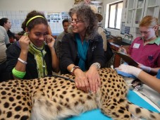 Latest Photo by Cheetah Conservation Fund