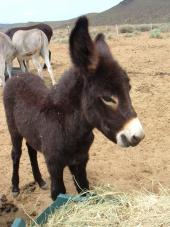 Latest Photo by JOURNEYS END RANCH ANIMAL SANCTUARY