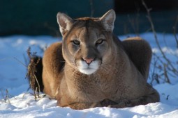 Latest Photo by THE WILDCAT SANCTUARY