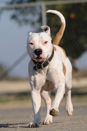 Latest Photo by Fresno Bully Rescue, Inc.
