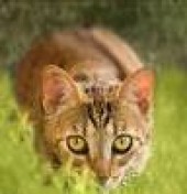 Latest Photo by Stray Cat Alliance