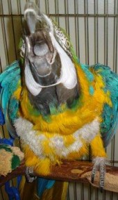 Latest Photo by BURGE BIRD RESCUE