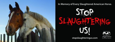 Latest Photo by Angel Acres Horse Haven Rescue, Inc.