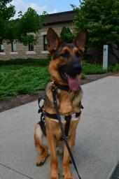 Latest Photo by FIDELCO GUIDE DOG FOUNDATION INC