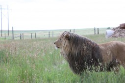 Latest Photo by Rocky Mountain Wildlife Conservation Center