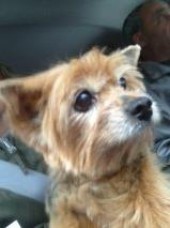 Latest Photo by SECOND CHANCE ANIMAL SHELTER INC