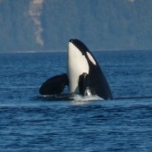 Latest Photo by ORCA NETWORK