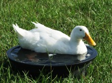 Latest Photo by CJ Acres Animal Rescue Farm