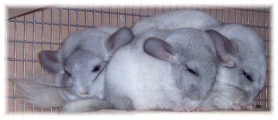 Latest Photo by Forever Feisty Chinchilla Rescue Inc