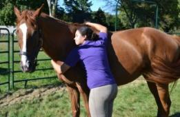 Latest Photo by New England Equine Rescue - North, Inc