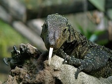 Latest Photo by Central Florida Zoo & Botanical Gardens
