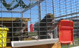 Latest Photo by RETIREMENT SANCTUARY FOR LABORATORY ANIMALS INC