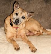 Latest Photo by SANCTUARY FOR SENIOR DOGS