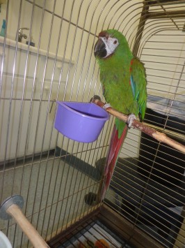 burge bird rescue nonprofit in grandview mo volunteer burge bird rescue nonprofit in grandview mo volunteer